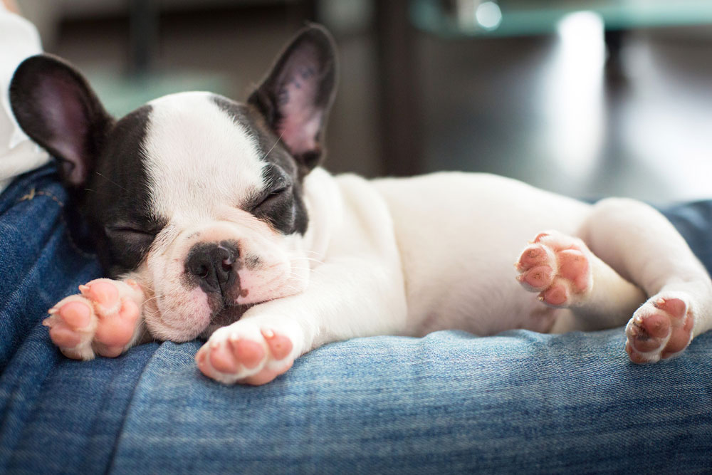 French-bulldog-puppy-sleeping