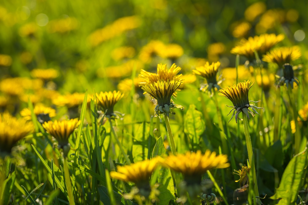 Beautiful Yellow Dandelions Blooming In Springtime