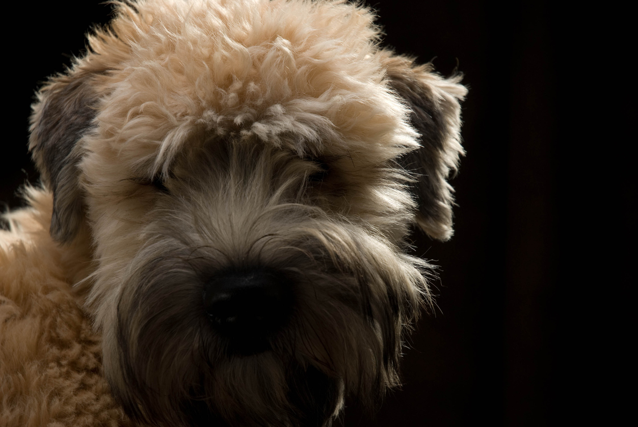 wheaten terrier