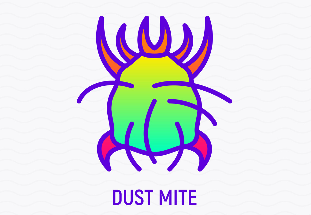 Where do dust mites come from?
